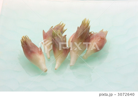 茗荷 茗荷 3072640