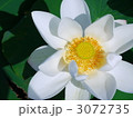 睡蓮 睡蓮 3072735