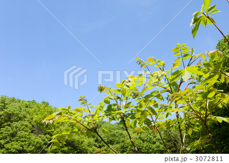新緑の森のウルシの木と青空 3072811
