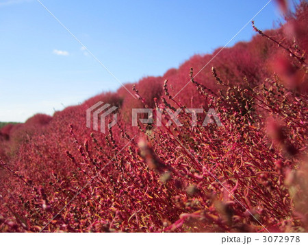 こうようしたコキア こうようしたコキア 3072978