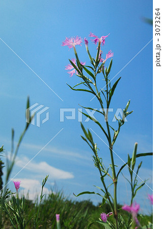 カワラナデシコ カワラナデシコ 3073264