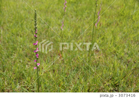 信州開田高原 3073416