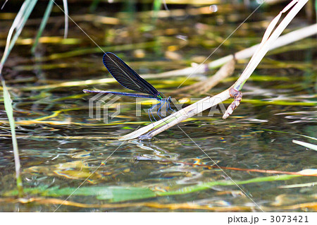 ハグロトンボ ハグロトンボ 3073421