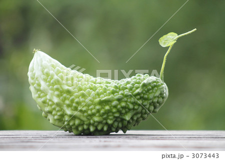 苦瓜 3073443