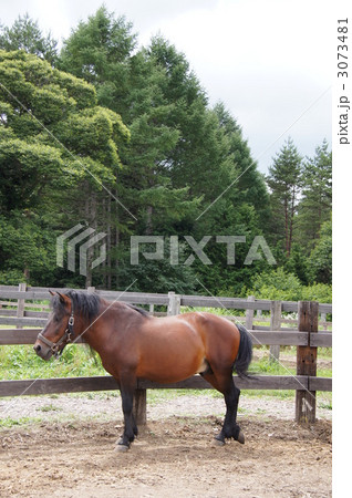 信州開田高原 『木曽馬牧場』 信州開田高原 『木曽馬牧場』 3073481