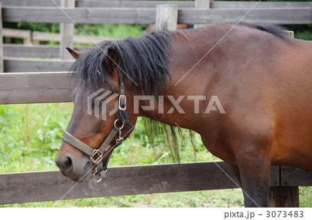 　信州開田高原　『木曽馬牧場』 3073483