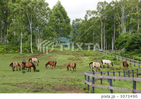 　信州開田高原　『木曽馬牧場』 3073490