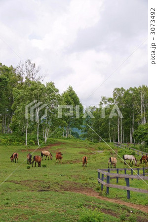 　信州開田高原　『木曽馬牧場』 3073492