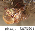 アブラゼミの羽化 3073501