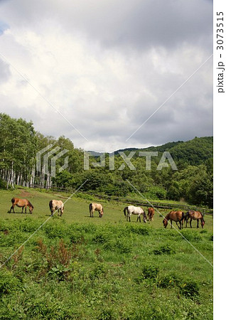 　信州開田高原　『木曽馬牧場』 3073515