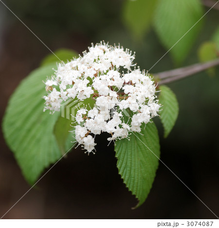 ガマズミ 3074087