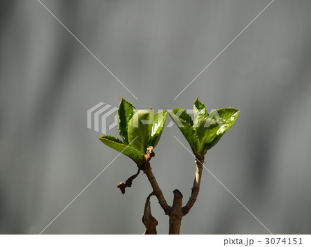 紅乙女椿の新芽 紅乙女椿の新芽 3074151