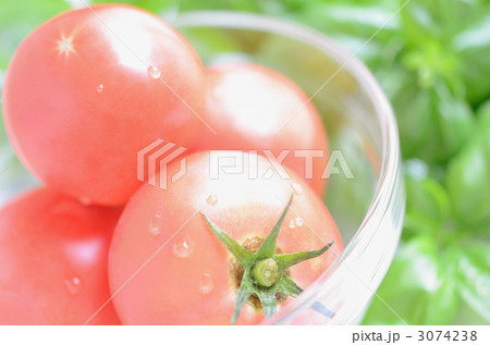 トマトとバジル トマトとバジル 3074238