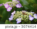 紫陽花とカタツムリ 3074414