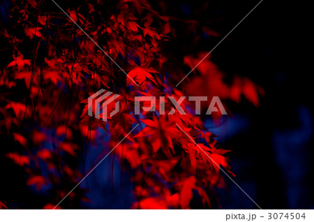 The Red and Black 1 〜晩秋の森林公園〜 The Red and Black 1 〜晩秋の森林公園〜 3074504