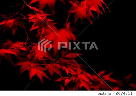 The Red and Black 7　〜晩秋の森林公園〜 3074511