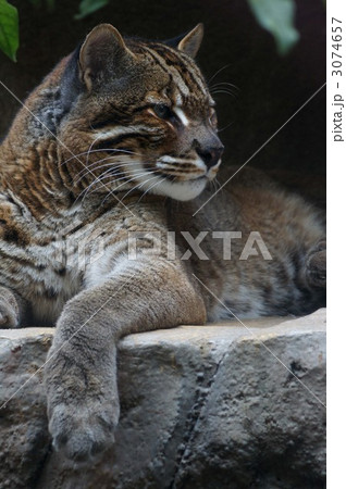 黄金色の猫 プラクルアン ゴールデンキャット 黄金色の猫 プラクルアン ゴールデンキャット
