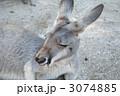 カンガルー 3074885