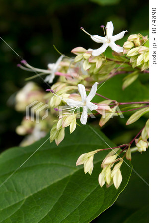 クサギの花 3074890