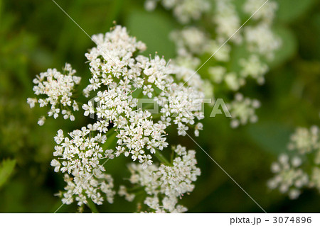 セリの花の写真素材 セリの花の写真素材