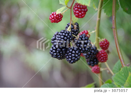 木イチゴ　木イチゴの実 3075057