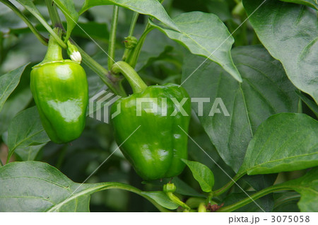 ピーマン　ピーマンの実 3075058