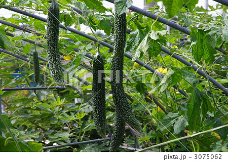 ゴーヤの実　ゴーヤ畑 3075062