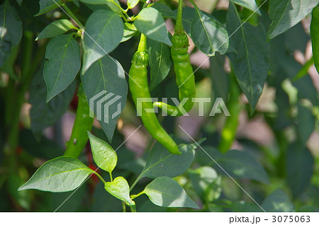 唐辛子の実　唐辛子の成長 3075063