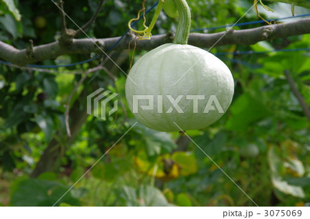 カボチャ　カボチャの実　 3075069