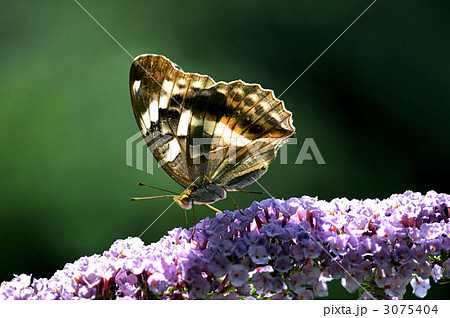 一文字蝶 3075404