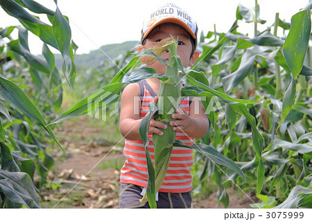 とうもろこしを一生懸命運ぶ男の子 とうもろこしを一生懸命運ぶ男の子 3075999