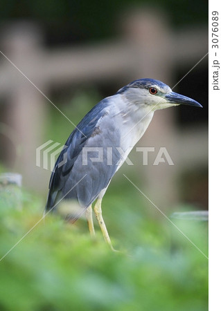 ゴイサギ(成鳥) ゴイサギ(成鳥) 3076089