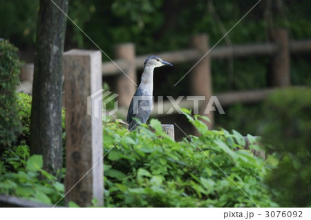 ゴイサギ（成鳥） 3076092