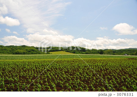 トウモロコシ畑 3076331