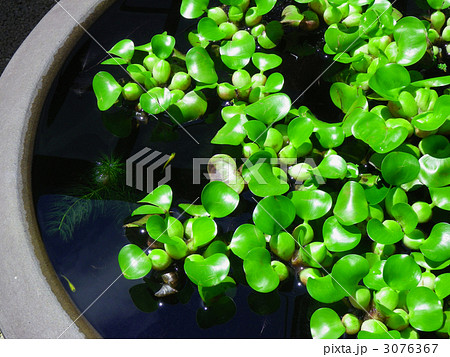 メダカと水草 3076367