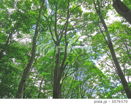 面の木原生林 面の木原生林 3076370