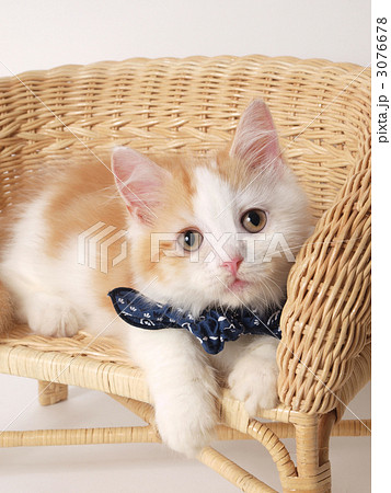 バンダナをまいた子猫 3076678