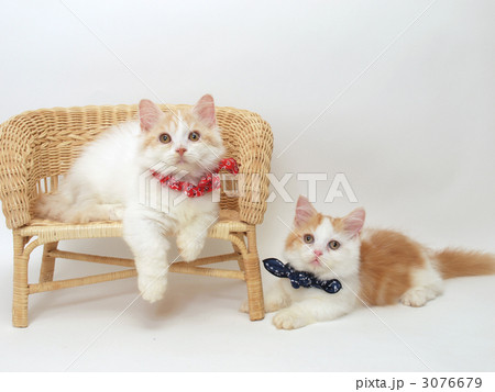 バンダナをまいた2匹の子猫 3076679