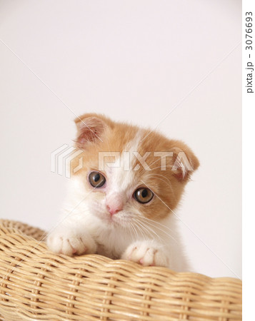 子猫（スコティシュフォールド） 3076693