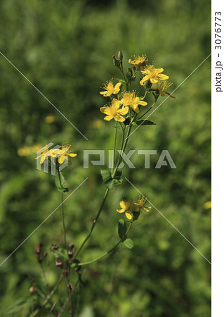 オトギリソウ オトギリソウ 3076773