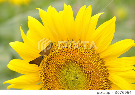 なかよし 3076964