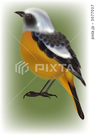 鳥 鳥 3077037