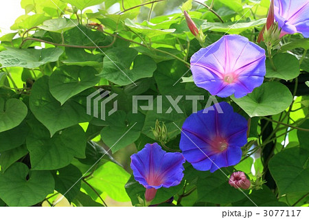 朝顔 3077117