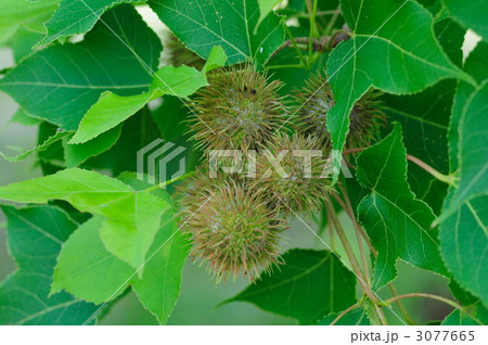 タイワンフウの実 タイワンフウの実 3077665