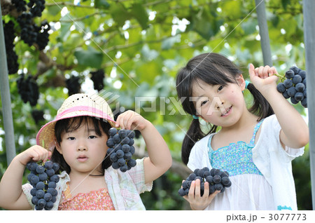 ぶどう狩り　大きいでしょ 3077773