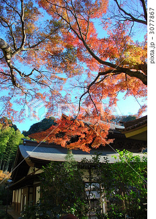 鎌倉　瑞泉寺の紅葉 3077867