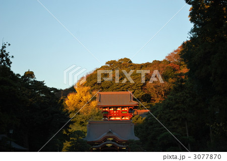 鎌倉 鶴岡八幡宮 3077870
