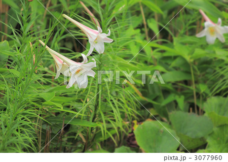 ホソバテッポウユリ ホソバテッポウユリ 3077960