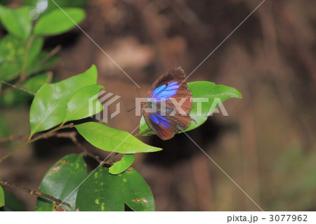 ムラサキjシジミ 3077962