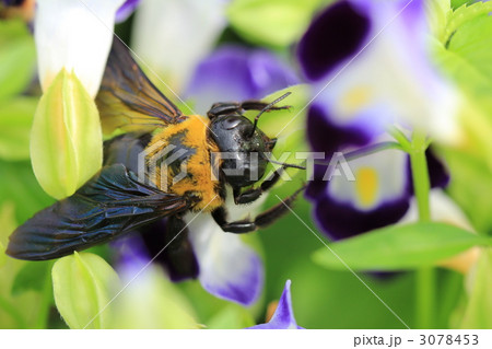 蜂 3078453